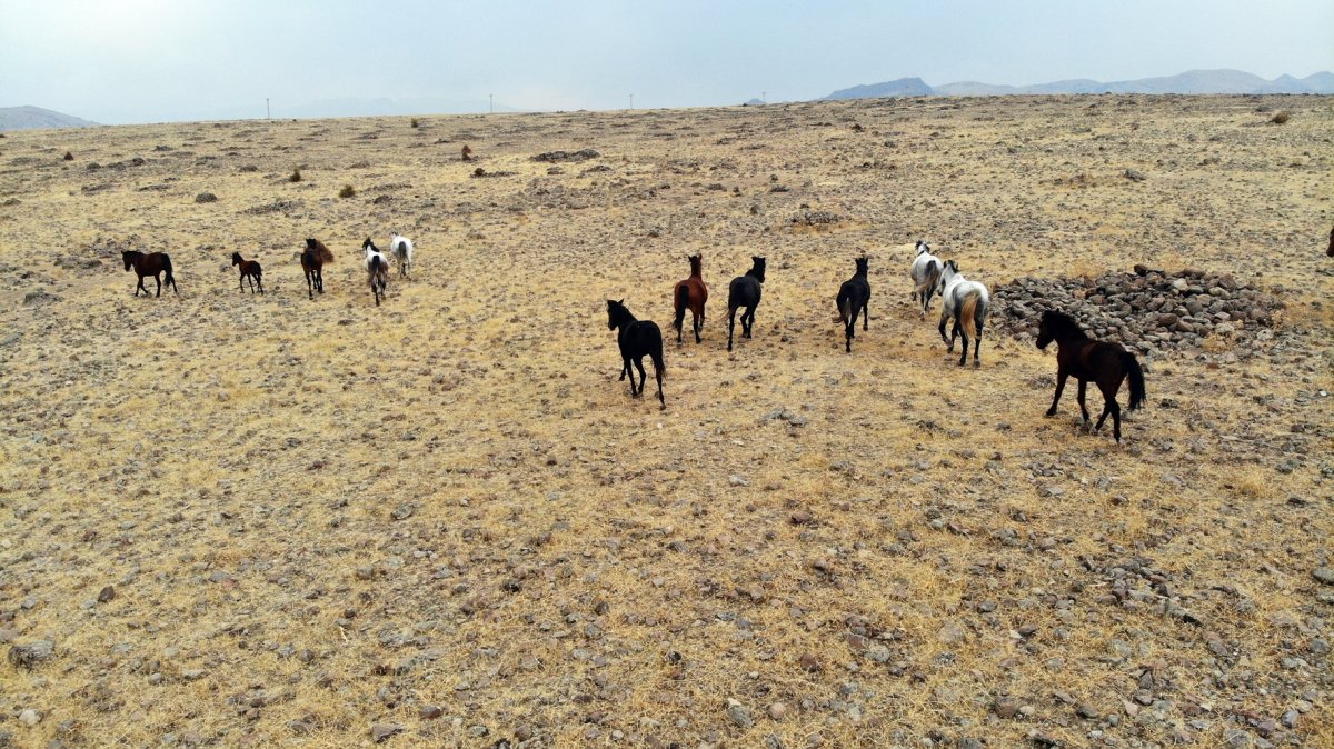 Year Horses in Tunceli seen from the air # 5