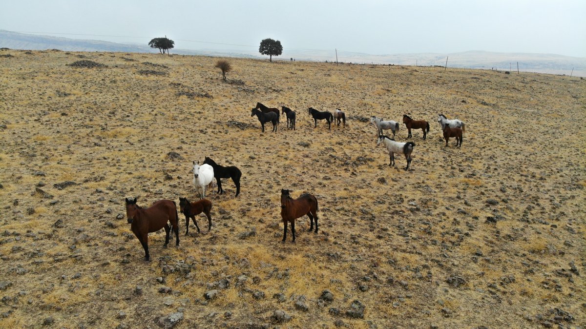 Year Horses in Tunceli seen from the air # 3