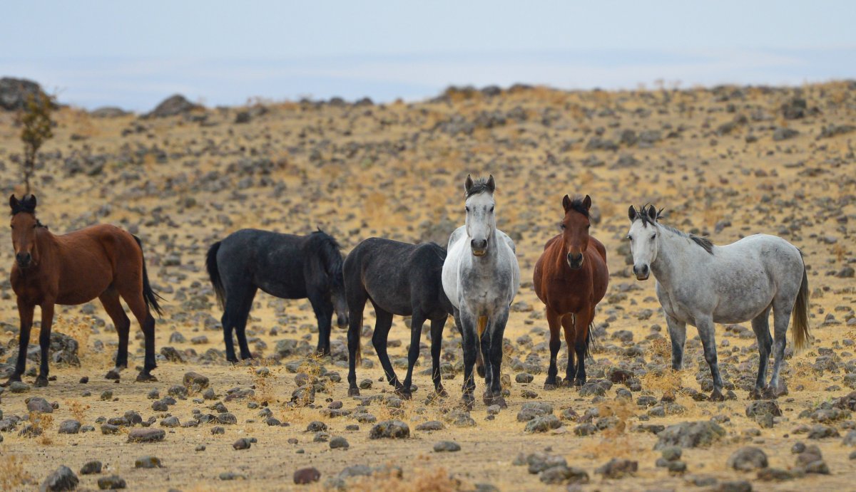 Year horses in Tunceli seen from the air # 1