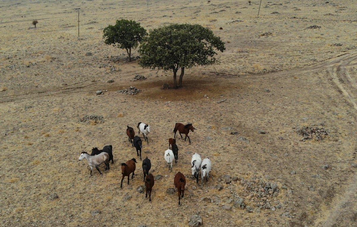 Year horses in Tunceli seen from the air # 2