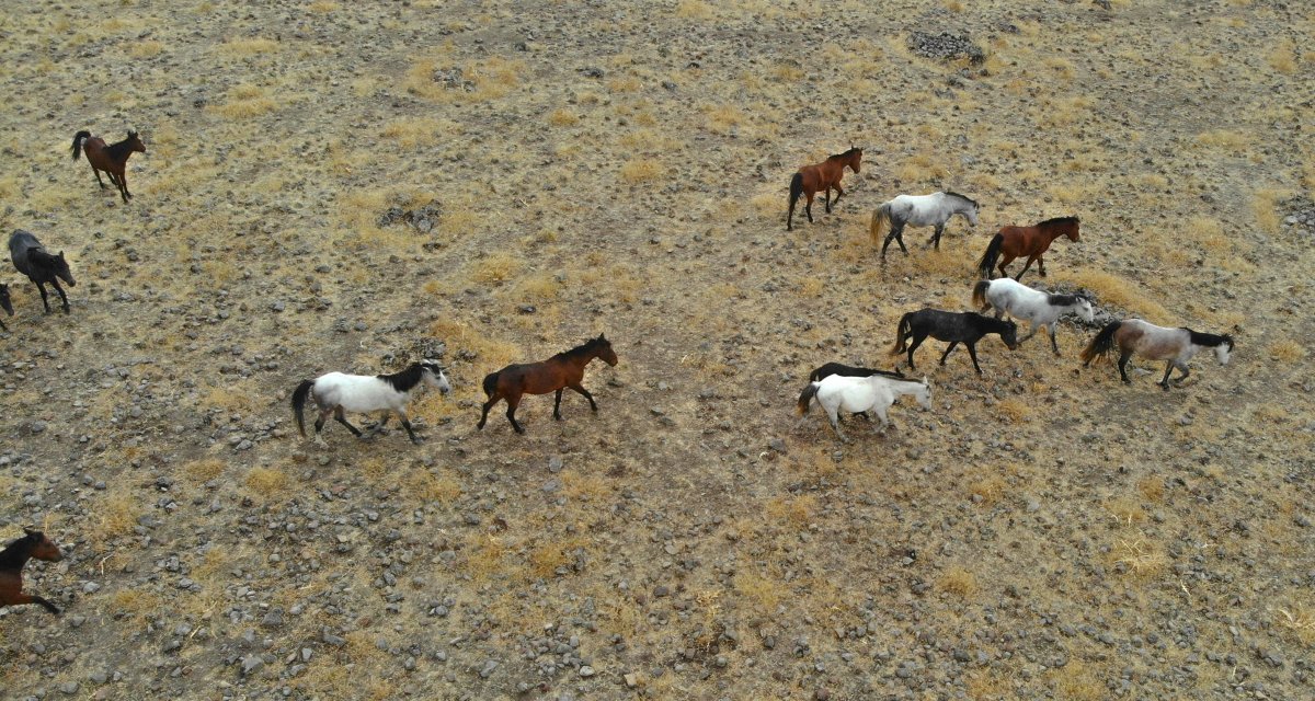 Year horses in Tunceli seen from the air # 4