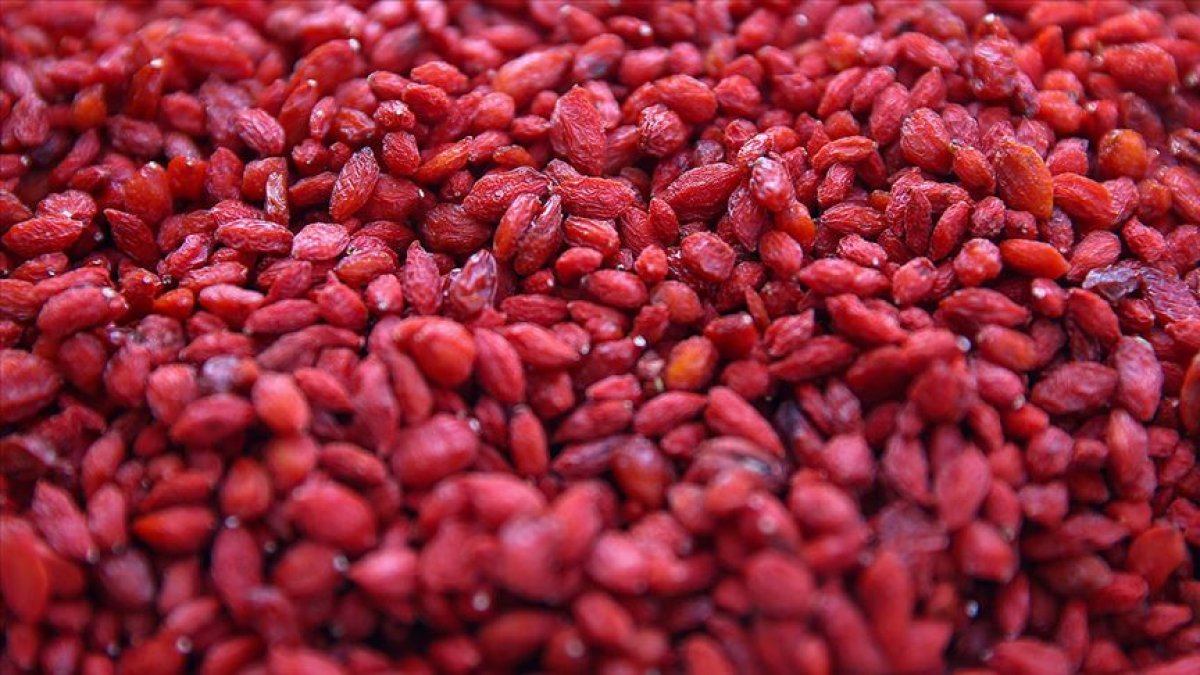 What is Goji Berry, what are its benefits?  How should the Goji Berry fruit be consumed?  #2nd