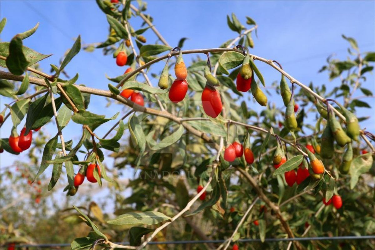 What is Goji Berry, what are its benefits?  How should the Goji Berry fruit be consumed?  #3
