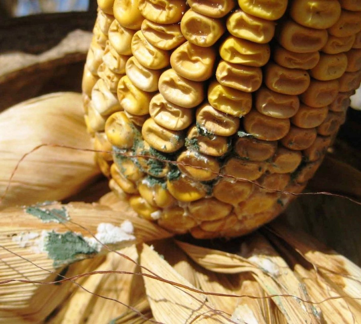What are mycotoxins #1
