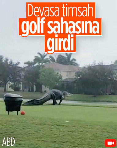 Florida'daki golf sahasında timsah görüntülendi