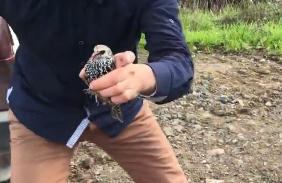 Dead starlings on the D100 highway in Sakarya shocked viewers # 3