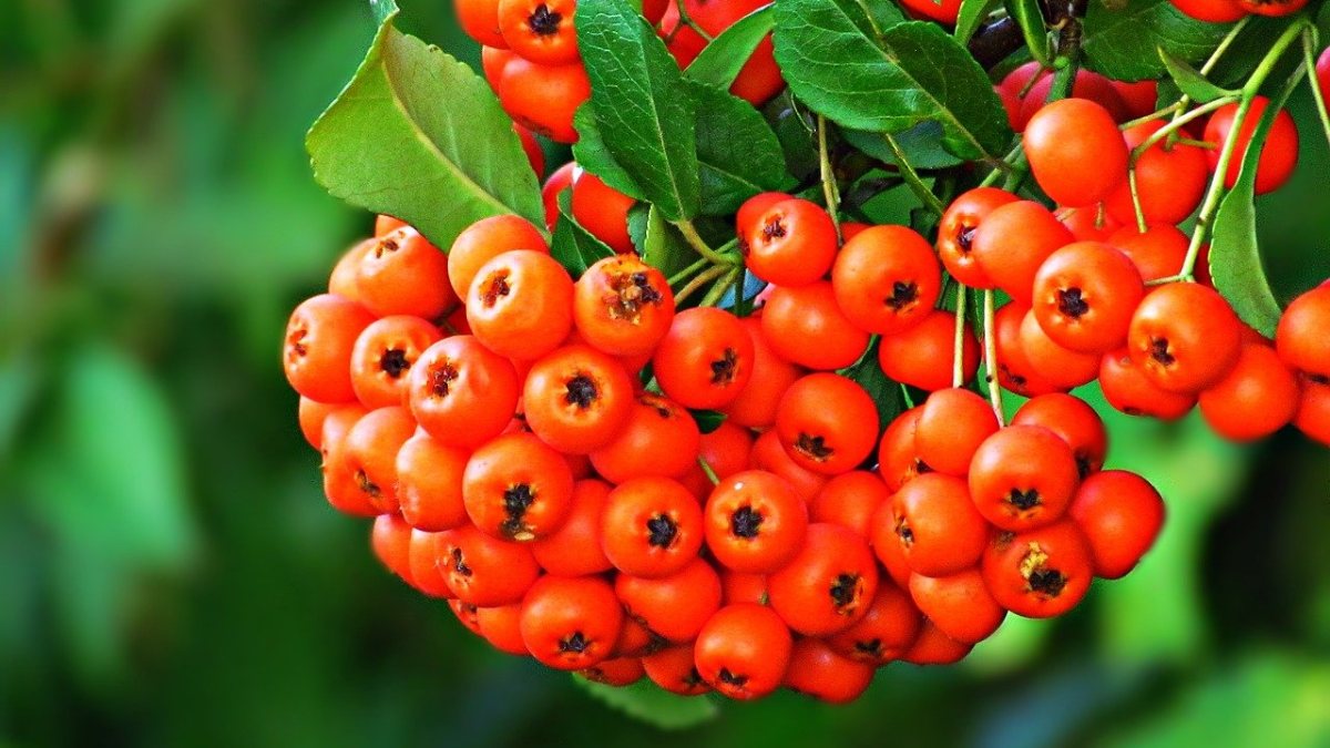 What Is Mountain Ash In French