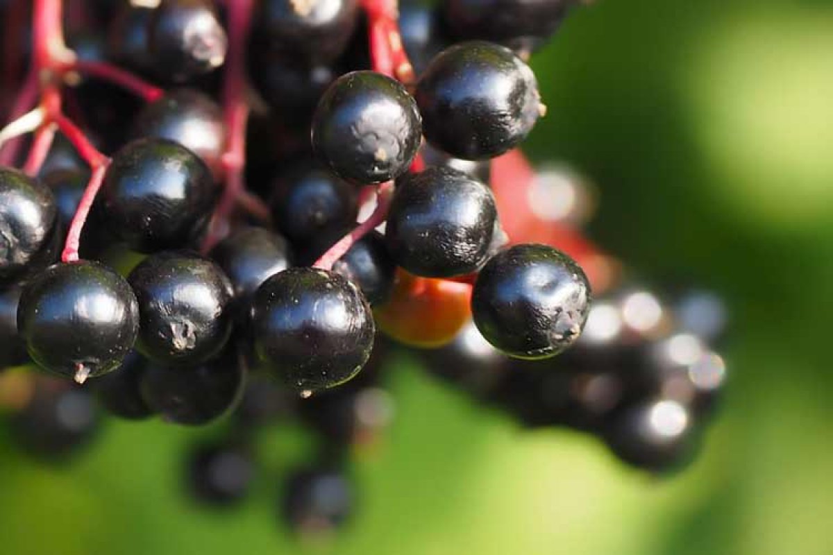 What is Black Elderberry, what are its benefits?  How to consume Black Elderberry?  #2nd