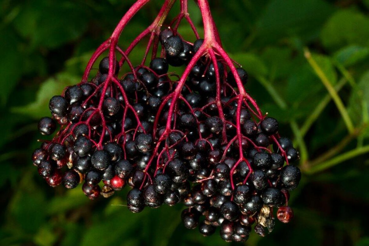 What is Black Elderberry, what are its benefits?  How to consume Black Elderberry?  #3