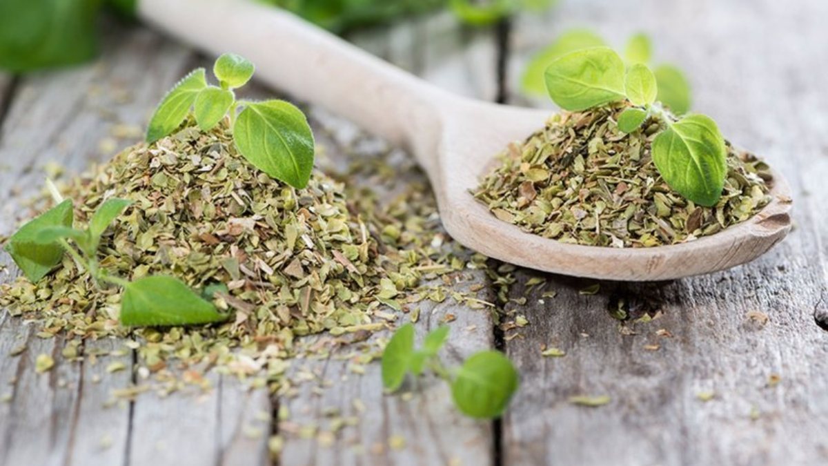 What is thyme oil, what are its benefits? Does thyme oil protect