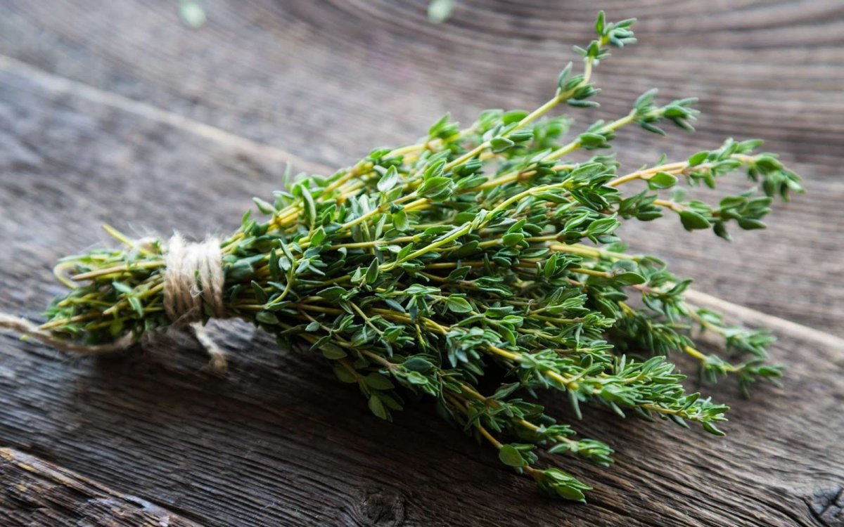 What is thyme oil, what are its benefits?  Does thyme oil protect against viruses and bacteria?  #2nd