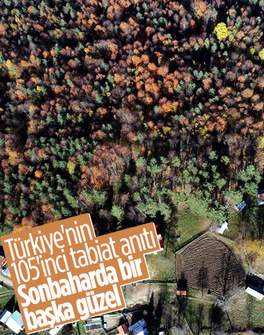 Zonguldak’taki Gümeli ormanlarında eşsiz güzellik