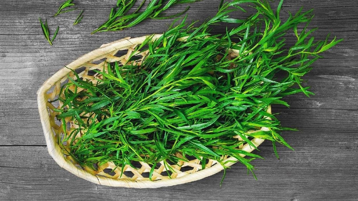 What is tarragon, what are its benefits?  What diseases is tarragon good for?  #3