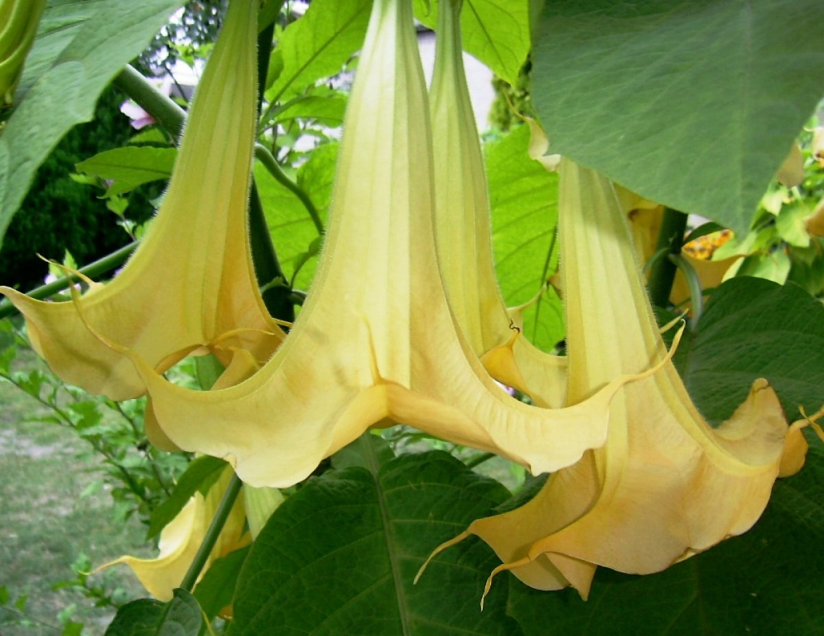 What is scopolamine #2