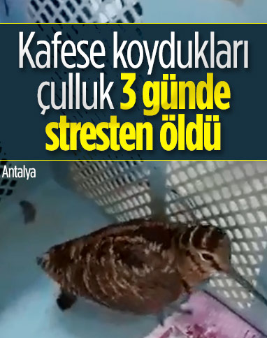 Antalya'da kafese konulan çulluk, stresten öldü