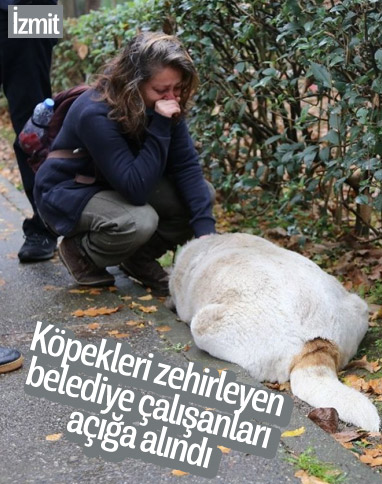 Kocaeli'de köpekleri zehirleyen belediye çalışanları açığa alındı