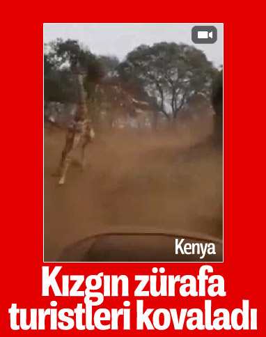 Kenya’da kızgın zürafa, turistlere saldırdı