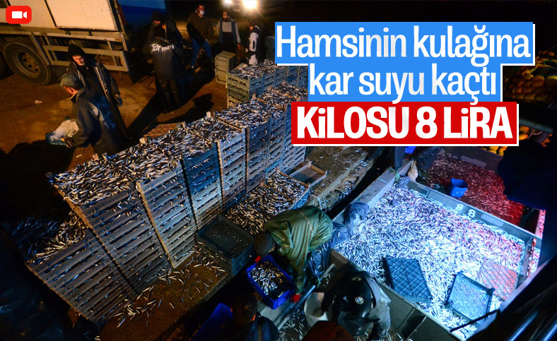 Karadeniz'de hamsi bereketi: Kilosu 8 liraya düştü