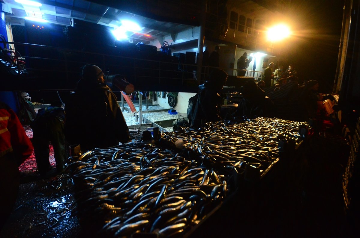 Anchovy abundance in the Black Sea: its weight dropped to 8 lire # 5