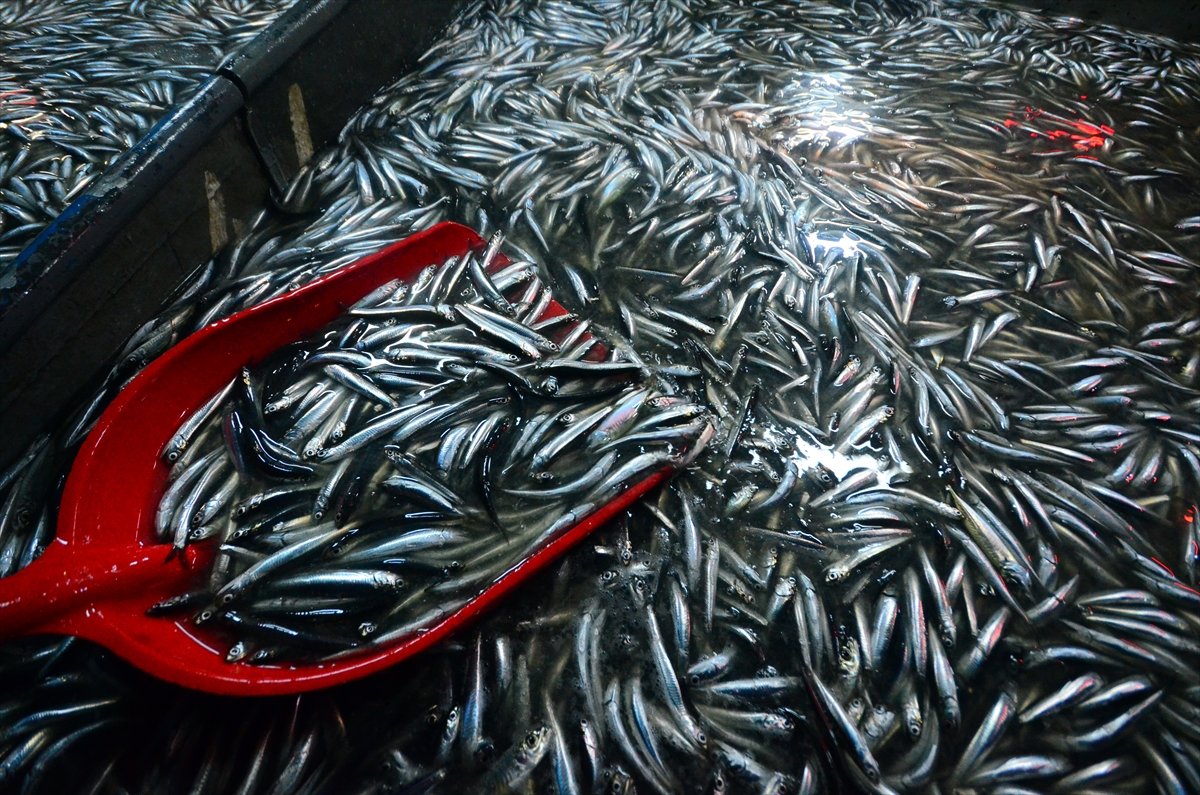 Anchovy abundance in the Black Sea: its weight dropped to 8 lire # 6