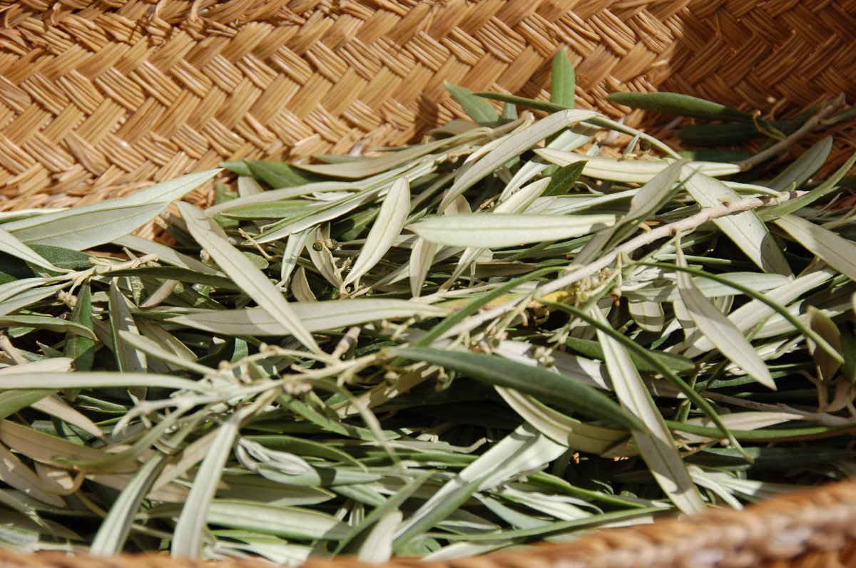 What is olive leaf, what are its benefits?  How to consume anti-viral olive leaf tea?  #2nd