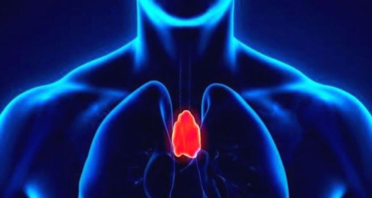 What is a thymus gland #2