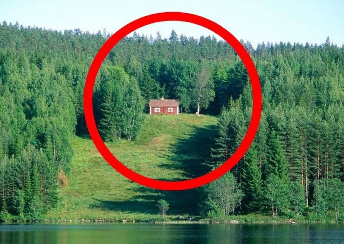 Zlatan Ibrahimovic kendisine orman satın aldı #1