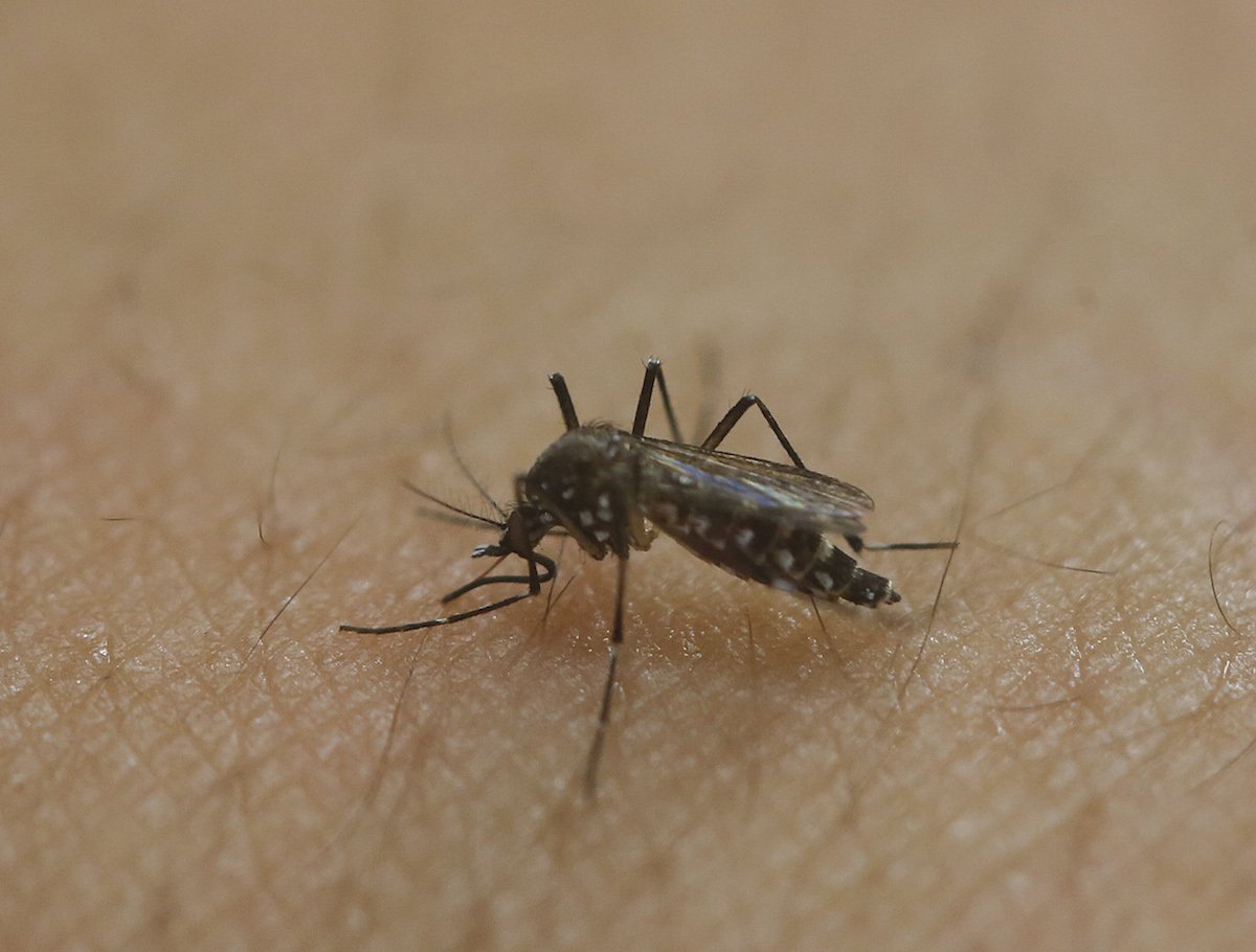 What is Zika virus #1