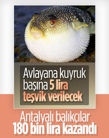 Antalya'da 3 haftada 36 bin balon balığı kuyruğu teslim edildi