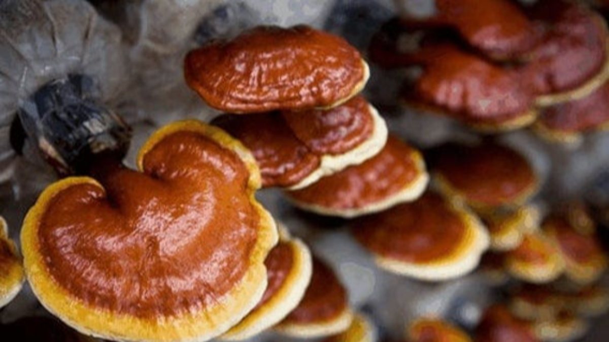 What is the mushroom of immortality Reishi? What are the benefits of ...