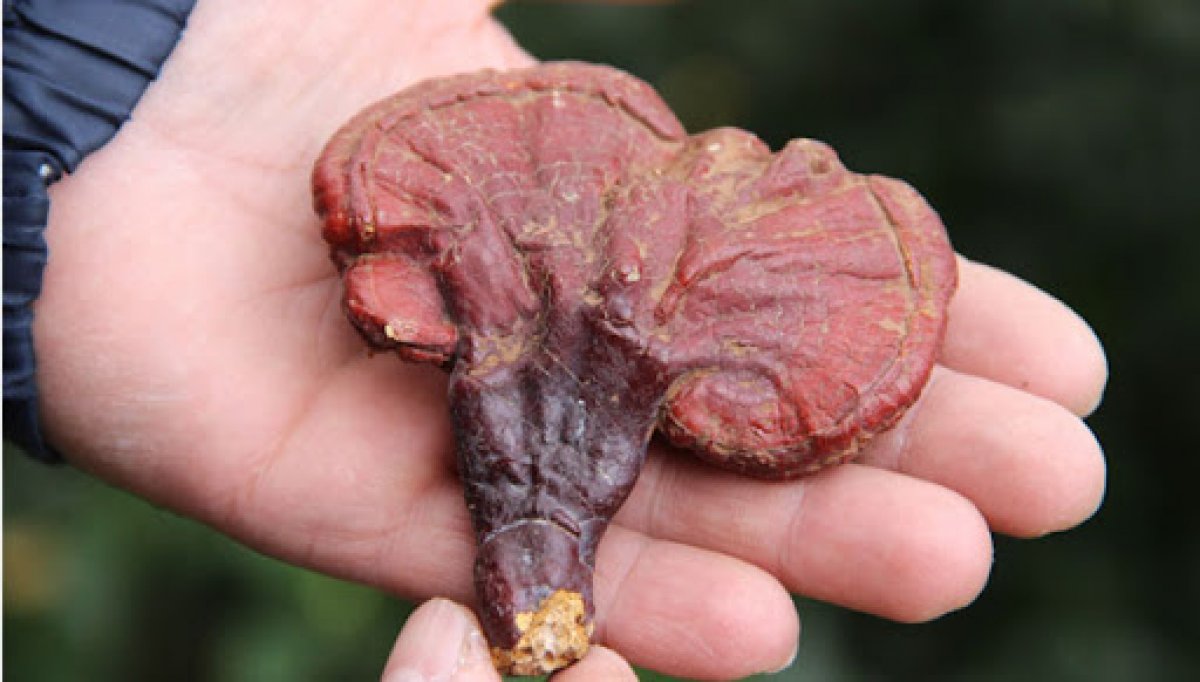 What is the mushroom of immortality Reishi?  What are the benefits of reishi mushroom, can it be eaten?  #4