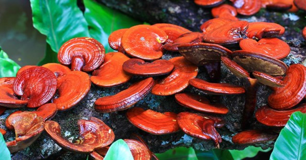 What is the mushroom of immortality Reishi?  What are the benefits of reishi mushroom, can it be eaten?  #2nd