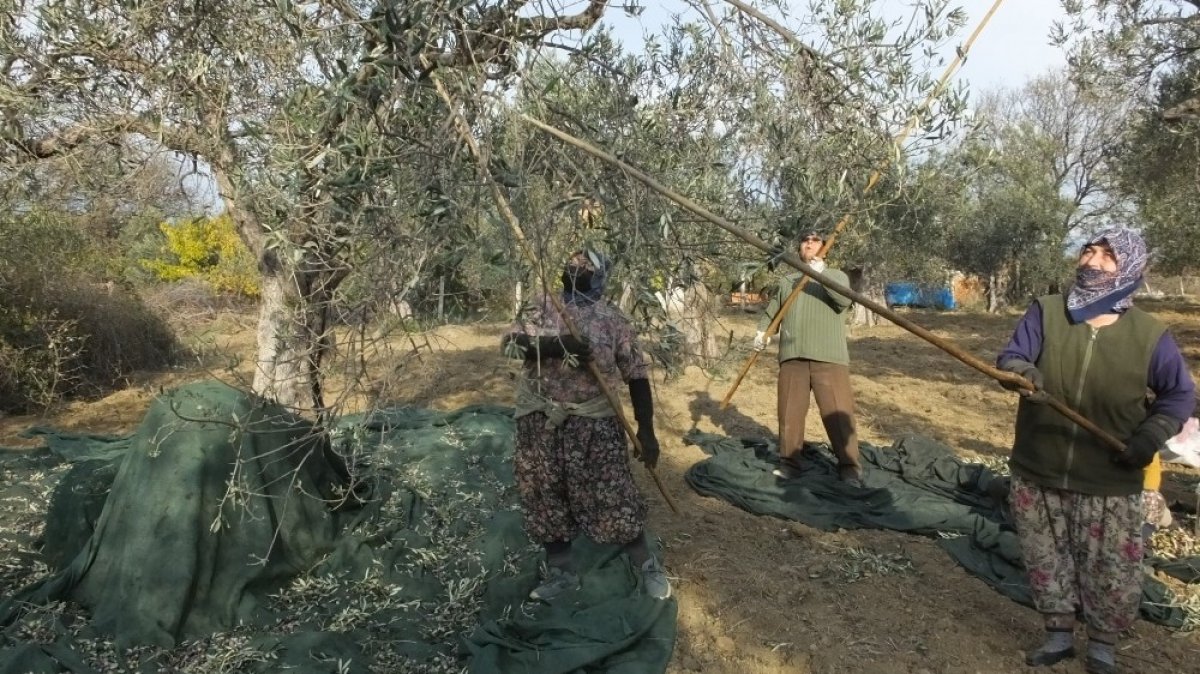 Balıkesir'de zeytinin yaprağından çay da yapılıyor 2 zeytin 4825