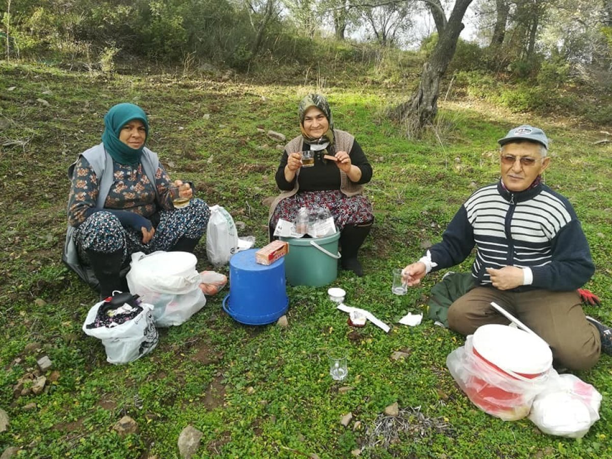 Balıkesir'de zeytinin yaprağından çay da yapılıyor 1 zeytin 9166