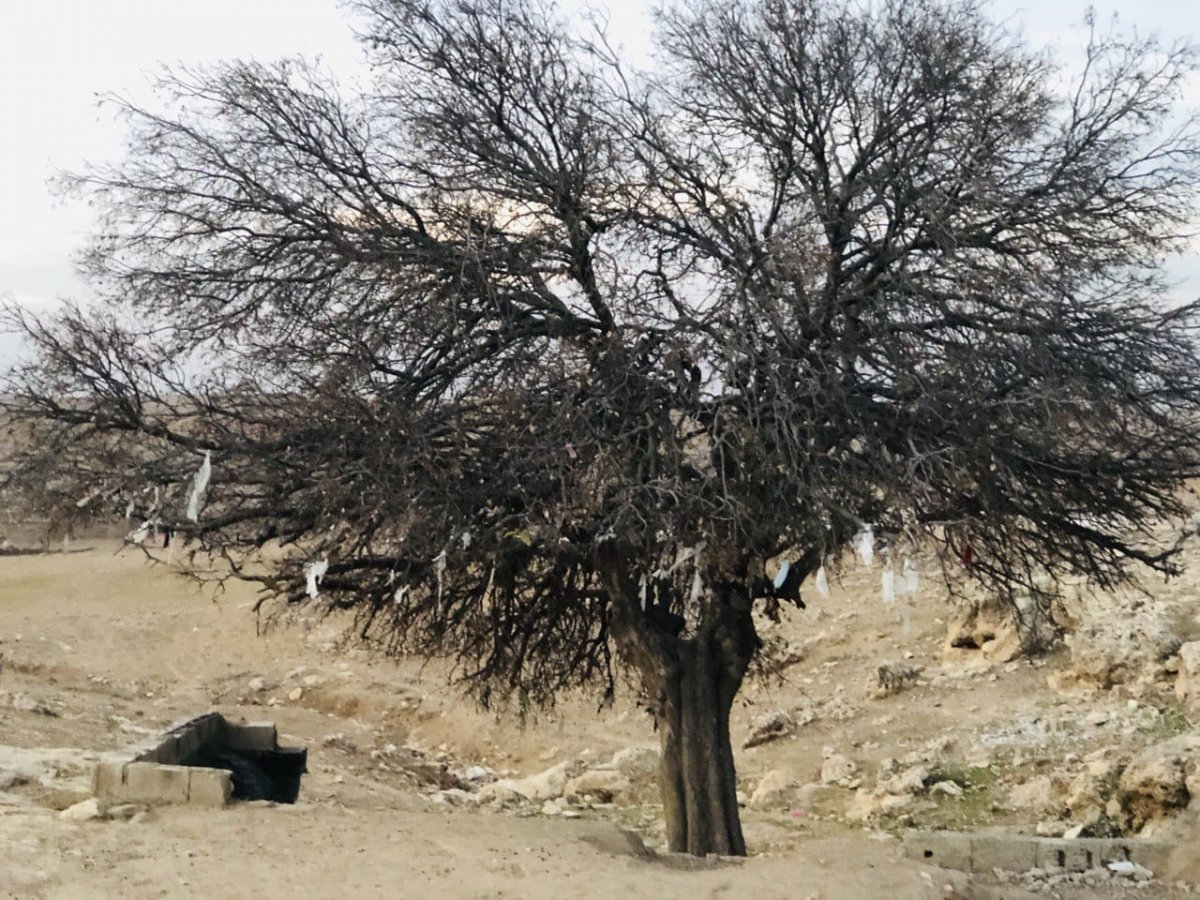 Şanlıurfa'da korona bitsin diye ağaca maske taktılar 1 sanliurfada agaca maske taktilar 3201