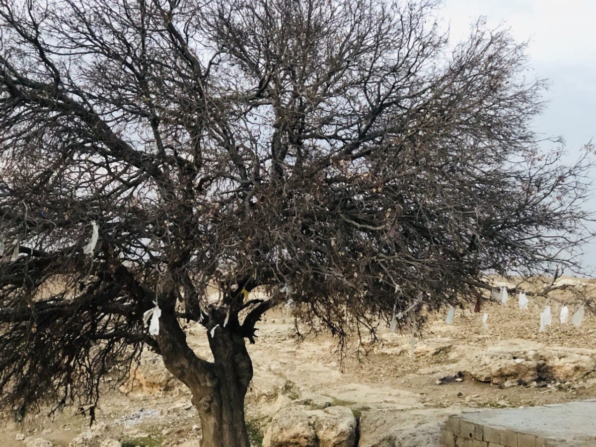 Şanlıurfa'da korona bitsin diye ağaca maske taktılar 2 sanliurfada agaca maske taktilar 4681