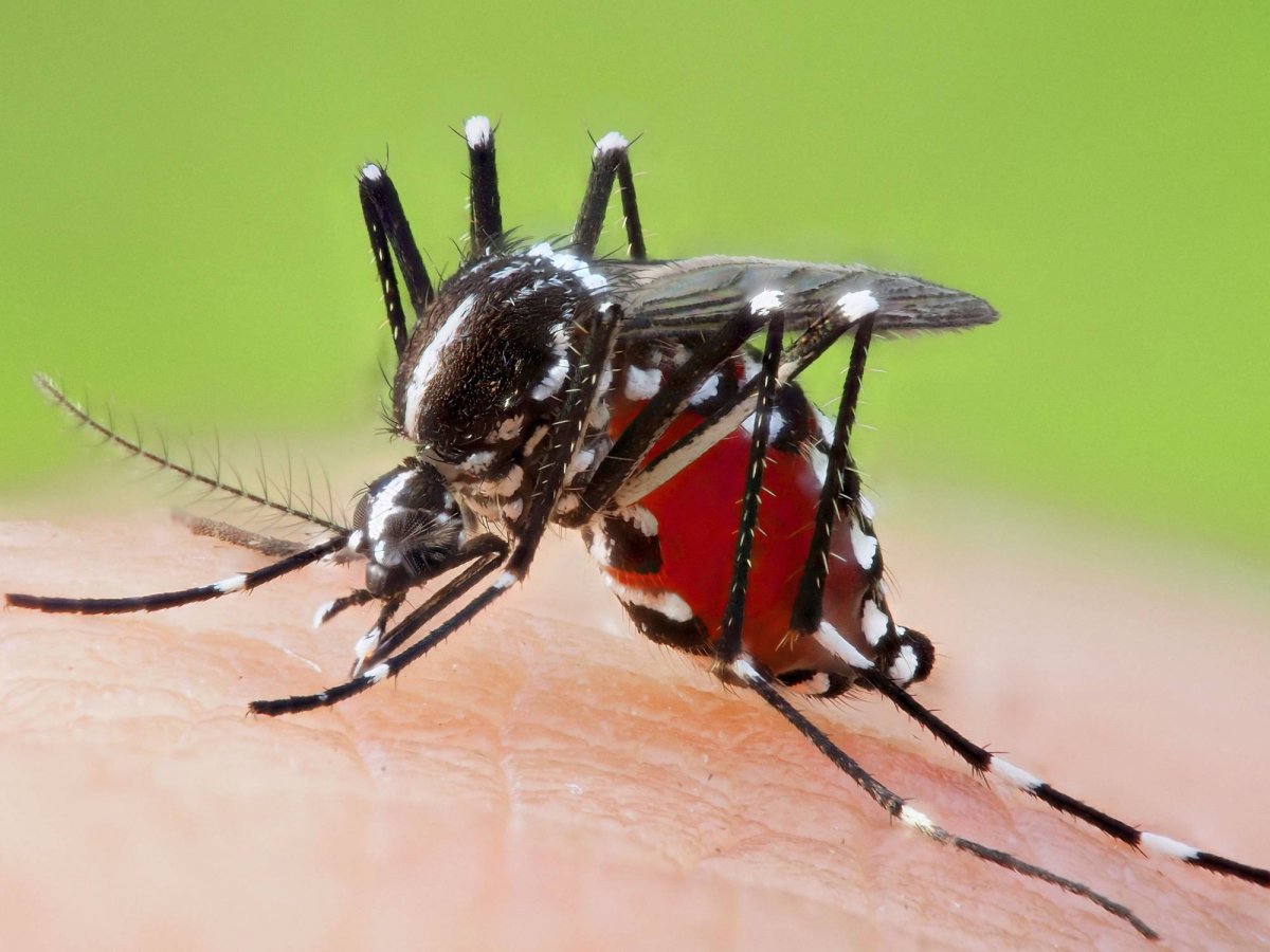Cancer detector developed with mosquito's sense of smell #2