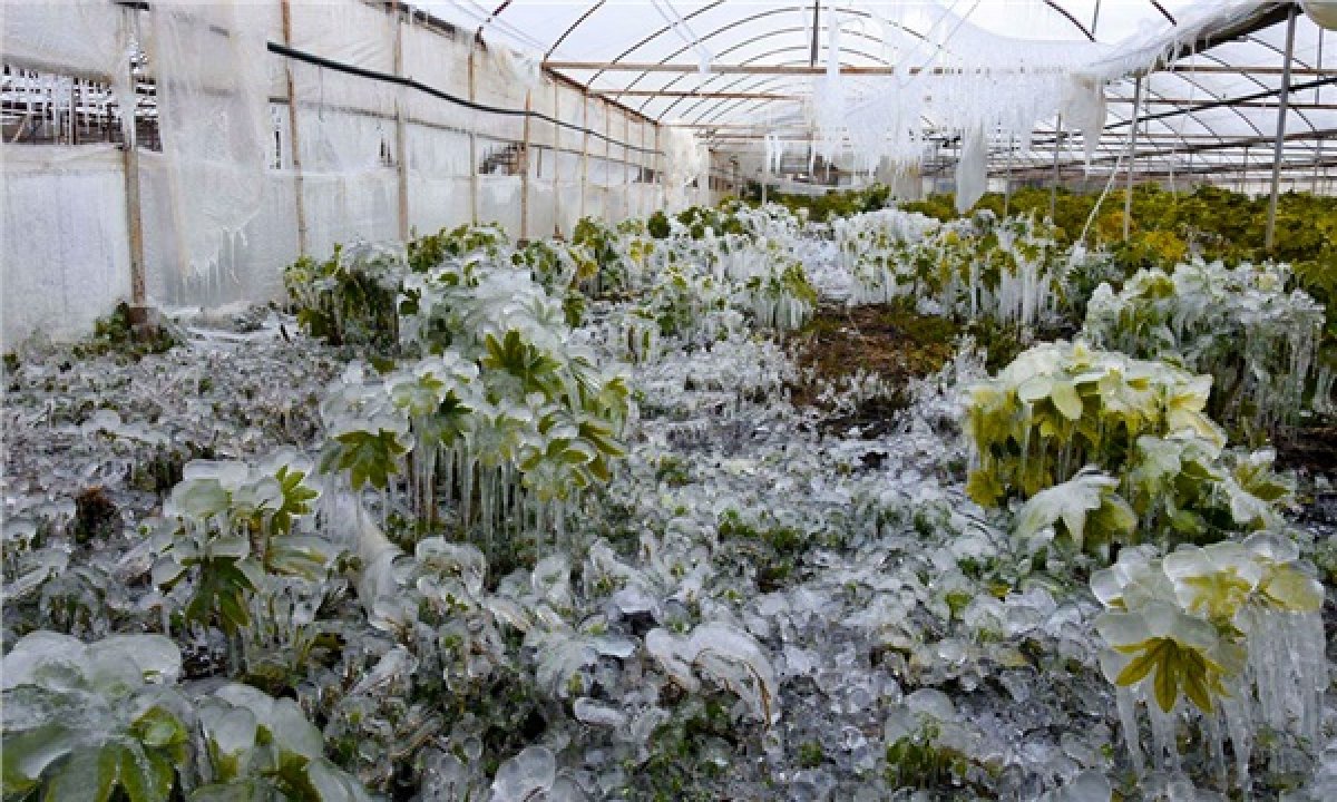 What is agricultural frost #2