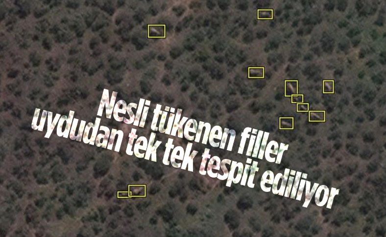 Filleri uzaydan tespit edebilen yapay zeka sistemi