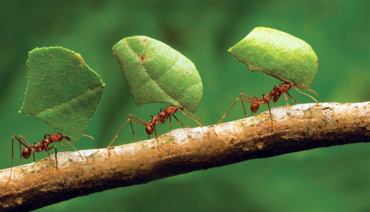 What is the ant prayer, why is it read?  Is there a prayer called the ant prayer?  Ant prayer recitation and meaning #2