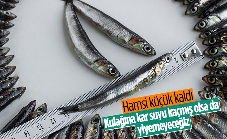 Hamsi avı yasağı, 3'üncü defa uzatıldı