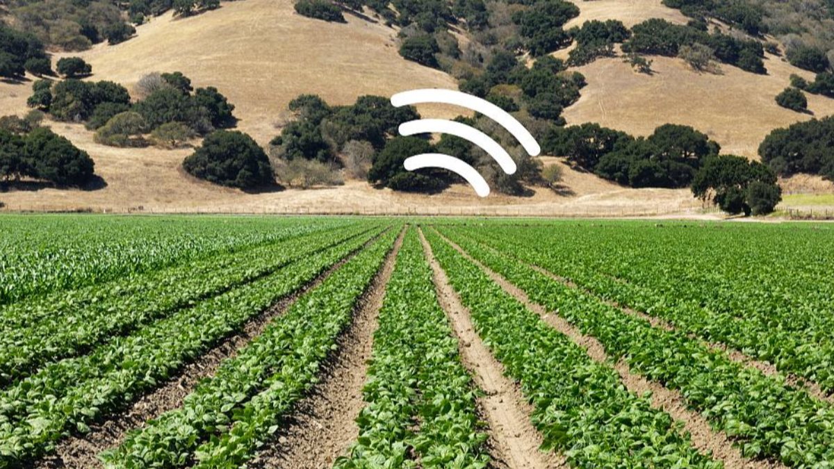 Scientists turn spinach into a sensor that can detect explosives Kimdeyir