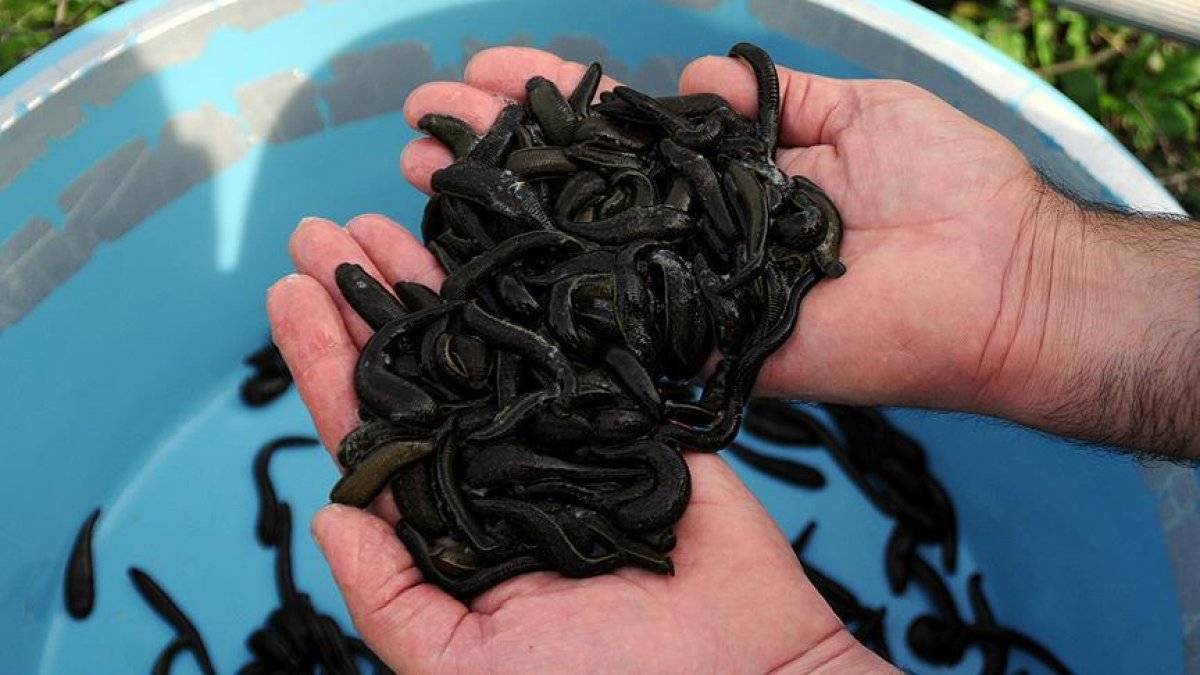 Sülük tedavisi nedir, nasıl yapılır? Sülük tedavisi faydaları nelerdir? Sülük tedavisi hakkında bilgiler.. #1