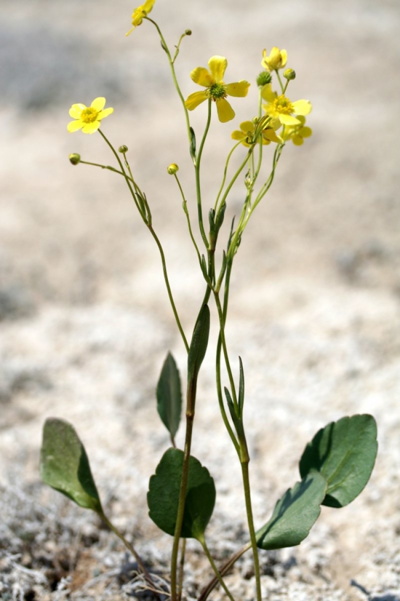 New plant species discovered in Tuz Gölü basin #3