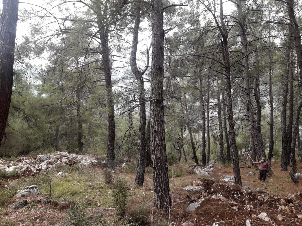Antalya da kimliği belirsiz kişiler, 100 yıllık ağaçları köklerinden söktü #1