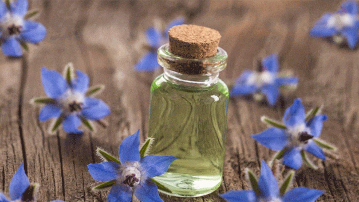 what-is-borage-oil-what-are-its-benefits-how-to-use-borage-oil