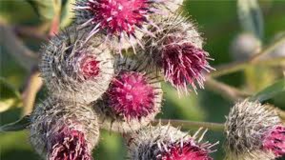 What is burdock, what are its benefits?  How to use burdock?  #2nd