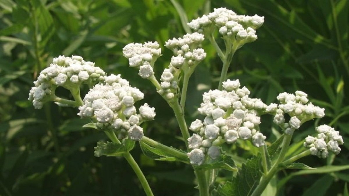 What is quinine and what are its benefits? How to use quinine, are