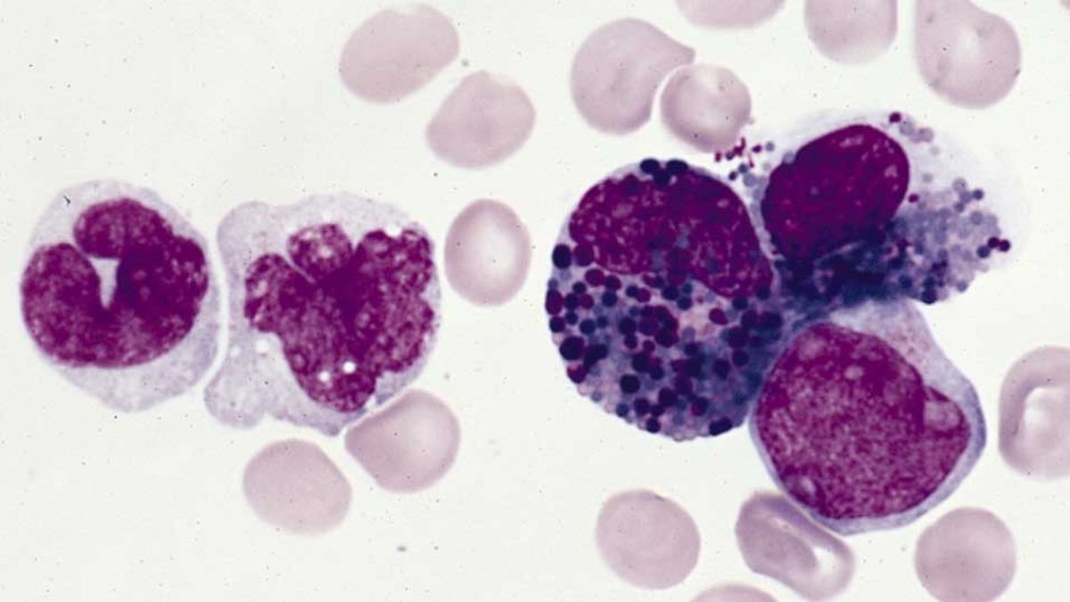 What is a granulocyte Kimdeyir