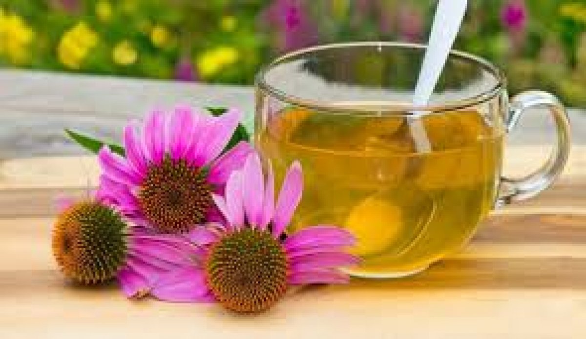What is echinacea (hedgehog grass), how is it consumed?  What are the benefits of echinacea?  #2nd